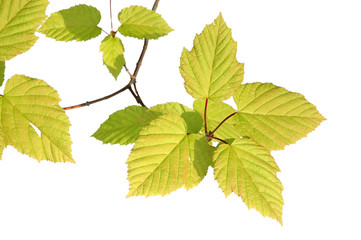 Fototapeta premium branch