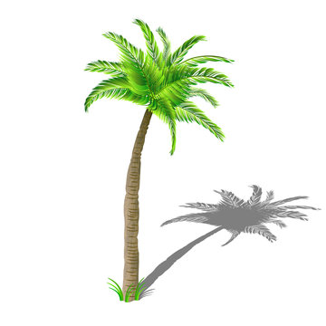 Coconut palm tree with shadow, with green leaves isolated on white background