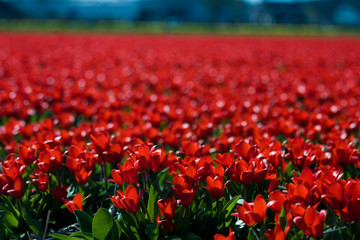 Red Tulips in Spring Field Background