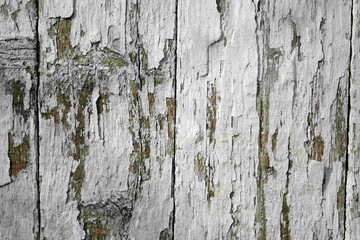 White Wood Fence Texture