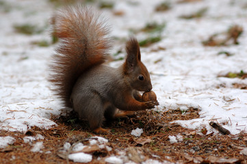 squirrel with a nut