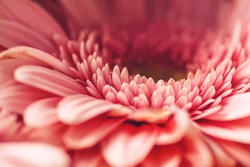 Foto auf Acrylglas Gerbera Makrofotografie von rosa Gänseblümchen oder Gerbera, Blumenhintergrund mit Blütenblättern