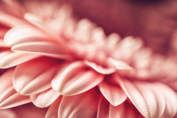 macro photography of pink daisy or gerbera, floral background with petals - obrazy, fototapety, plakaty