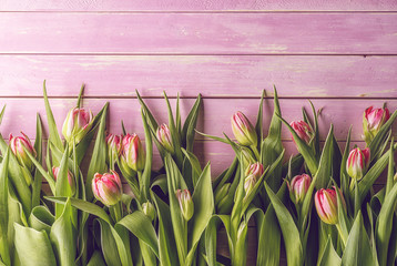 pink tulips on pink wooden background, happy easter, springtime