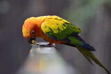 Conure