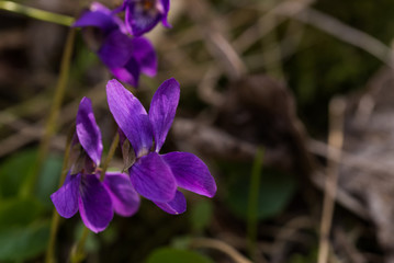 sweet violets
