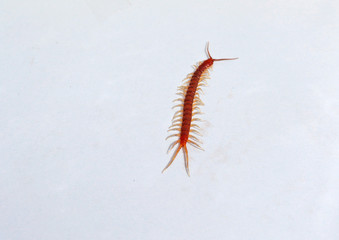 Horrible centipede on white surface