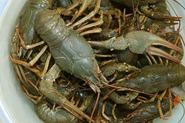 bucket with crayfish