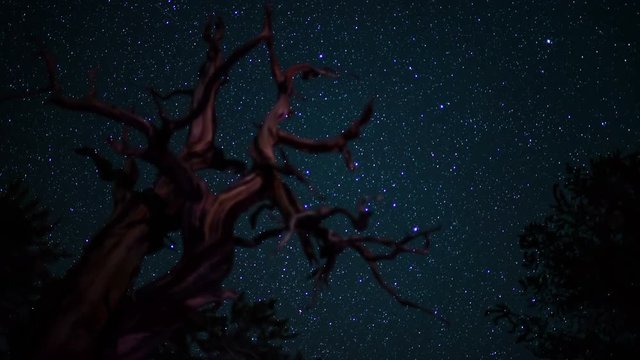 Bristlecone Pine Milky Way Galaxy 07 Time Lapse Stars