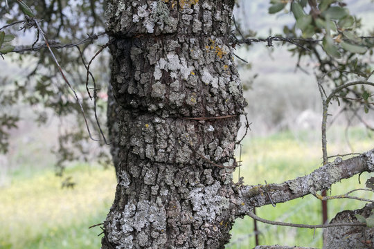 Trunk of holm oak mutilated by a wire