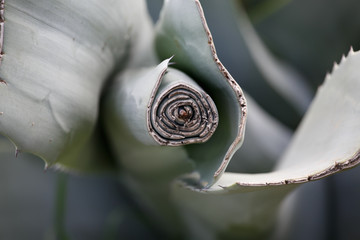 Agave leaves with geometric shapes