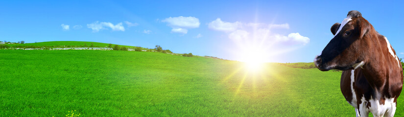Panorama con delle colline verdi, il sole che splende nel cielo azzurro e una mucca in primo piano che guarda di lato - obrazy, fototapety, plakaty