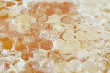 Shallow DOF macro of honeycomb with honey suitable for background
