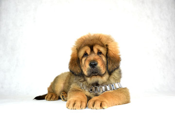 Mastiff Tybetański