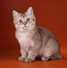 Cute young cat on an orange background