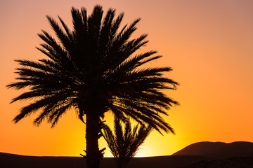 Obraz na płótnie Canvas beautiful orange sunset between palm trees in morocco