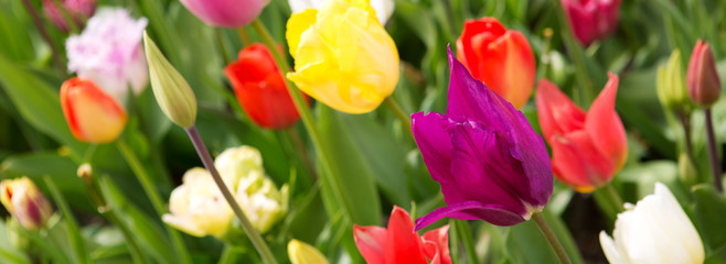 Colorful tulips background.