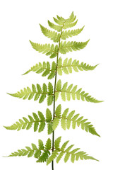 branch of fern