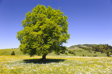 Frühling mit Buche in Blumenwiese