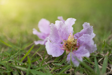 Pride of India blossom on grass field