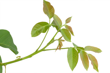branch of walnut