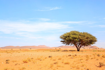 Beautiful Moroccan Mountain landscape with acacia tree in foreground