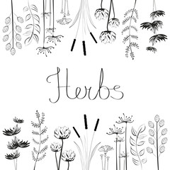 Hand drawn set with black and white herbs and flowers. Vector available