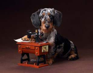 Funny dachshund dog with a sewing machine