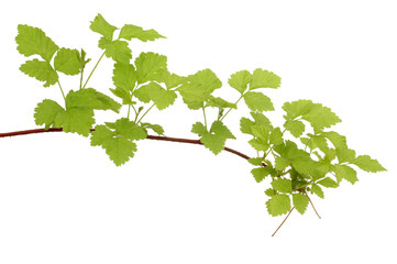 branch of the forest shrub