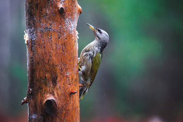Gray-headed Woodpecker in a rainy spring forest