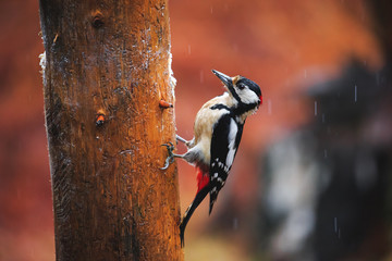 Great Spotted Woodpecker in a rainy spring forest