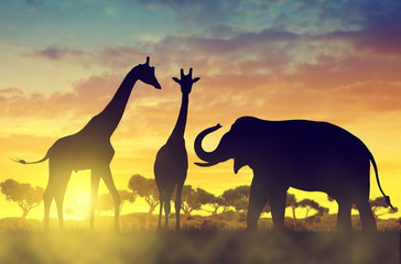 Fototapeta na wymiar Silhouette elephant and giraffes on the savannah at sunset.