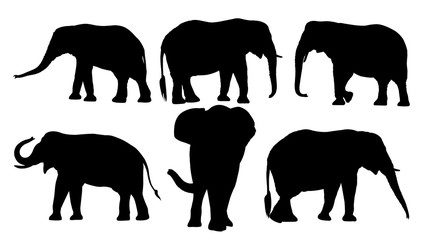 Set of black silhouettes of elephants isolated on white background.