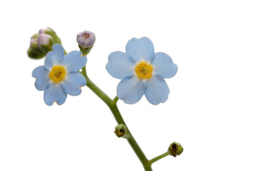 flower forget-me-not