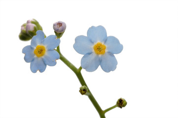 Naklejka na ściany i meble flower forget-me-not