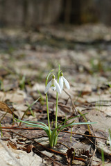 snowdrops