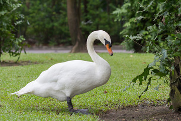 White goose in the forest.