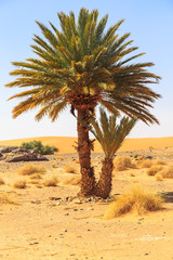 Beautiful Moroccan Mountain landscape in desert with oasis