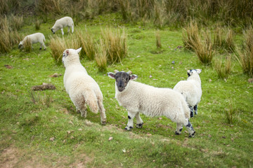 Obraz premium Curious baby lamb in the green field
