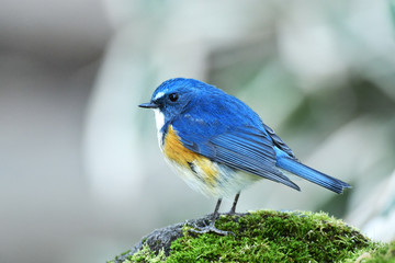 ルリビタキの雄