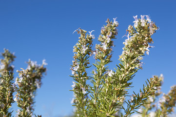 Rosemary camphor wild plant (Rosemarinus officinalis)