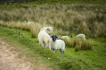 Baby lambs in the green field