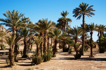 Fototapeta na wymiar Beautiful Moroccan palm grove landscape in desert