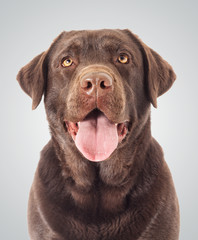 Portrait Brown labrador dog looking