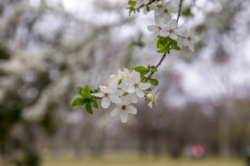 Branch of a blossoming cherry tree with beautiful white flowers.