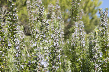 Rosemary camphor wild plant (Rosemarinus officinalis)