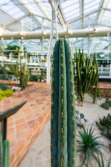 Cactus in botanical garden in Arganzuela