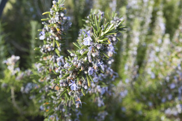 Rosemary camphor wild plant (Rosemarinus officinalis)