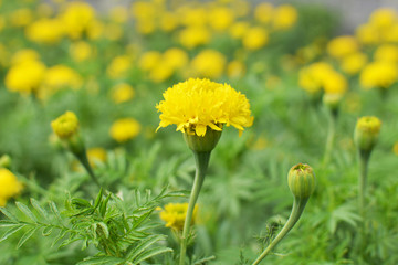 Marigold on plant in farm, Hipster tone