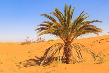 Beautiful Moroccan Mountain landscape in desert with oasis